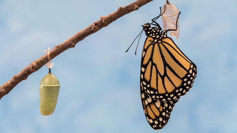 Blog Ambiental • Borboleta monarca emerge da crisálida seca