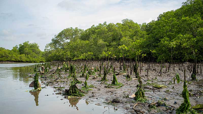 Blog Ambiental • Manguezal em recuperação com mudas jovens crescendo em uma área de preservação ambiental.