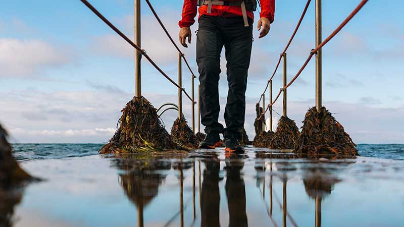 Blog Ambiental • Pessoa caminhando em um píer parcialmente inundado, coberto por algas e rodeado por água, destacando os efeitos do aumento do nível do mar.