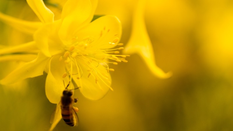 Blog Ambiental • Abelha polinizando flor amarela em detalhe.