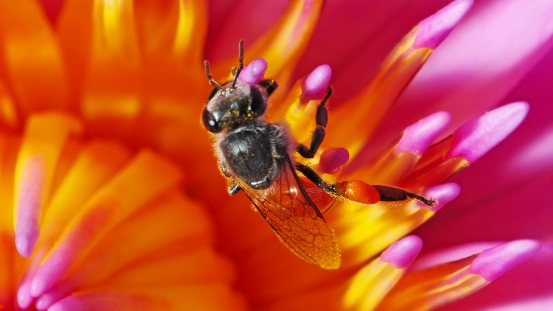 Blog Ambiental • Abelha nativa coletando pólen em flor colorida.