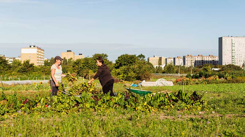Duas mulheres cuidam de uma horta comunitária com vegetação abundante, em frente a prédios residenciais