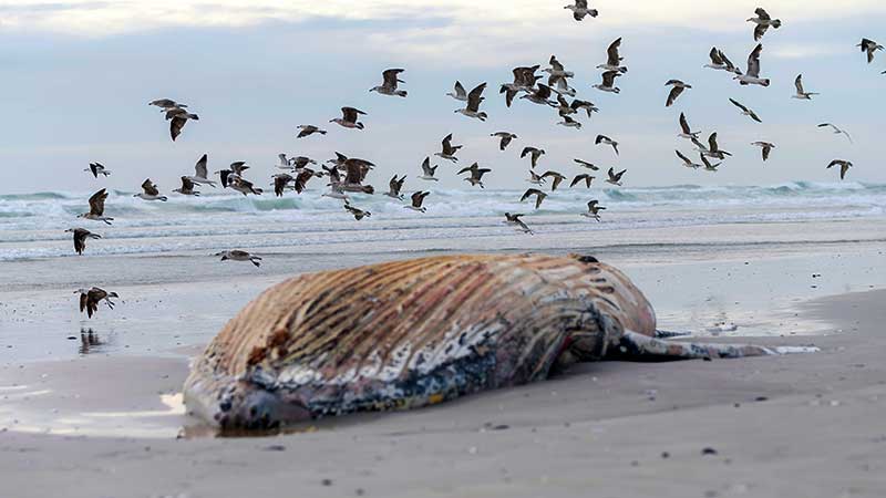 Carcaça de baleia encalhada em praia, cercada por aves, representando os efeitos devastadores da poluição sonora marinha