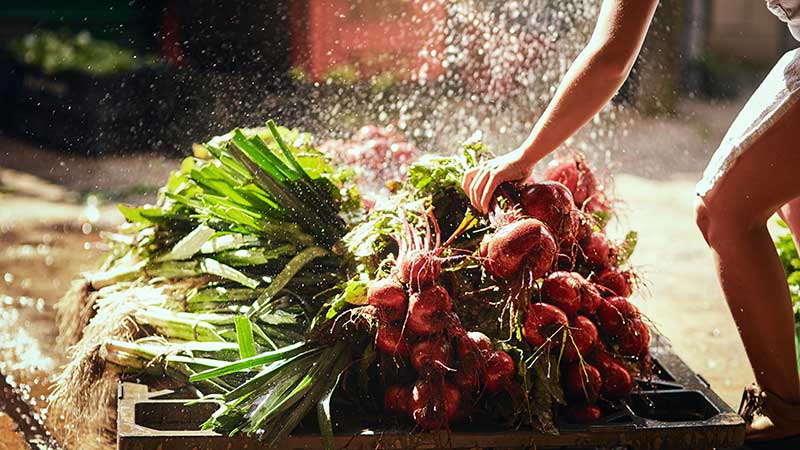 Pessoa lavando beterrabas frescas recém-colhidas com folhas verdes, em ambiente de produção local com luz natural.