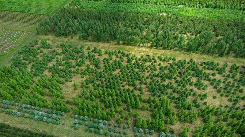 Vista aérea de agrofloresta com diferentes tipos de vegetação plantados em faixas, representando a regeneração do solo.