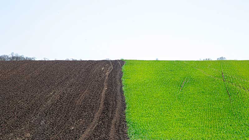 Comparação entre solo seco e solo coberto por vegetação verde, simbolizando os efeitos da agricultura regenerativa.