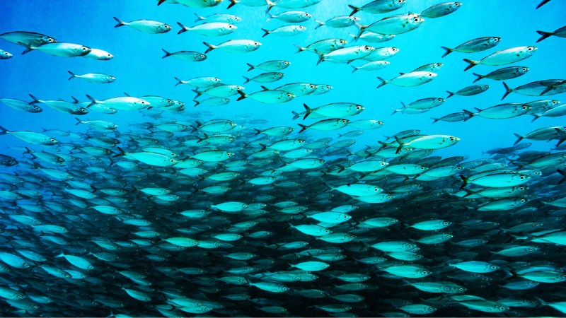 Blog Ambiental • Grande cardume de peixes nadando em águas claras e profundas.