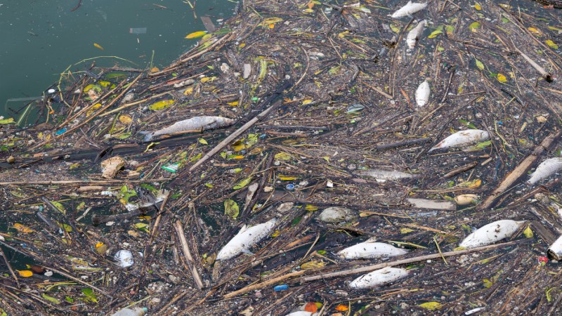 Blog Ambiental • Peixes mortos boiando em meio a lixo e vegetação no mar poluído.