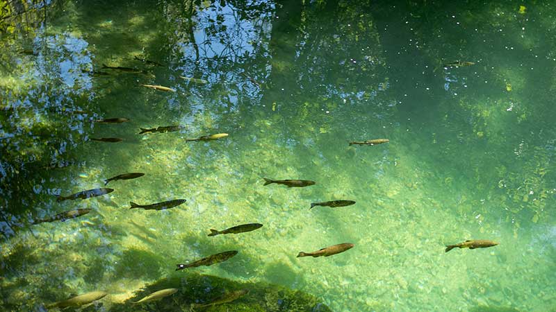 Peixes nadando em rio de água cristalina, representando biodiversidade e equilíbrio ecológico • Blog Ambiental