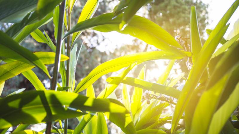 Blog Ambiental • Folhas verdes iluminadas pelo sol, destacando vitalidade, energia renovável e biomassa. Imagem de Freepik.