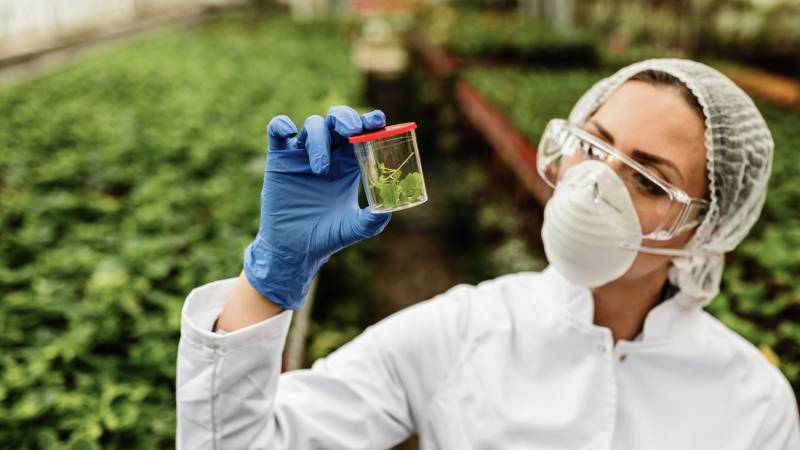 Engenheira agrônoma segurando um frasco com amostra vegetal enquanto realiza inspeção em viveiro de plantas.