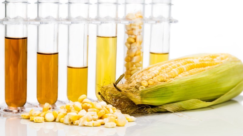 Blog Ambiental • Milho e amostras líquidas em tubos de ensaio representando etanol de milho