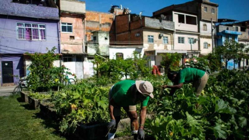 Agricultores urbanos trabalhando em horta comunitária em área periférica, demonstrando resistência e soberania alimentar