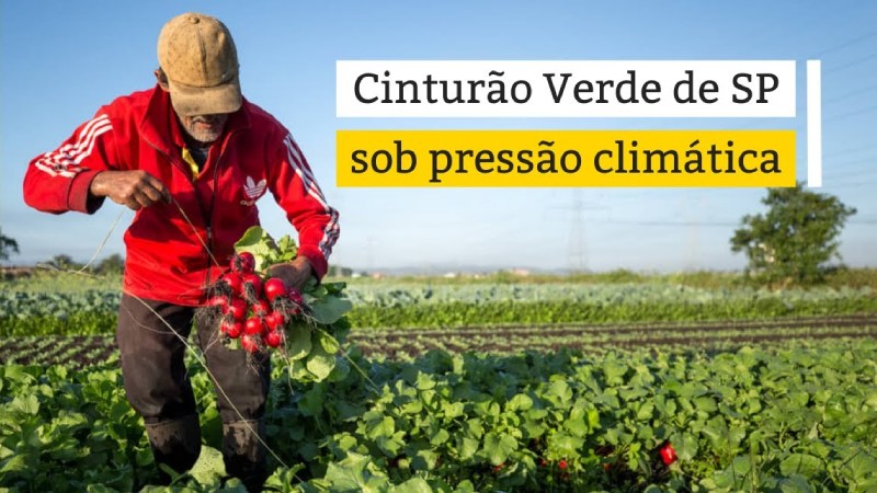 Agricultor colhendo rabanetes no Cinturão Verde de São Paulo, evidenciando a relação entre agricultura urbana e impactos climáticos