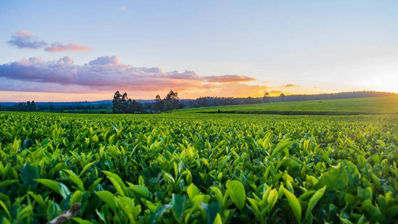 Blog Ambiental • Paisagem agrícola verde representando sistemas produtivos sustentáveis e agroecologia