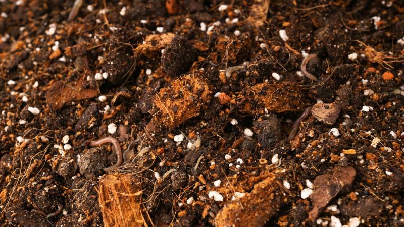 Blog Ambiental • Solo vivo com matéria orgânica e organismos como base da agroecologia e da agricultura regenerativa