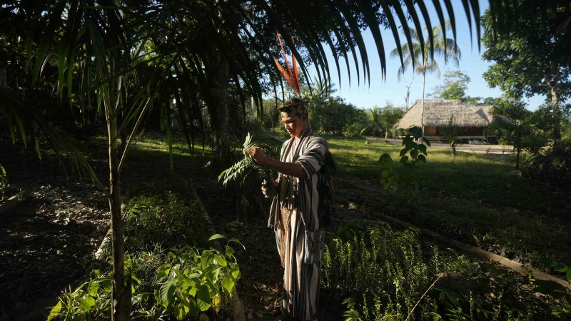 Jovem indígena Ashaninka inspeciona mudas de cedro para reflorestamento na aldeia Apiwtxa, no Acre, em ação de cuidado territorial e reciprocidade ambiental — Blog Ambiental.