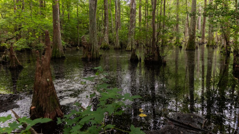 Blog Ambiental • Florestas alagadas como sistemas naturais de codigestão anaeróbia e ciclagem de nutrientes