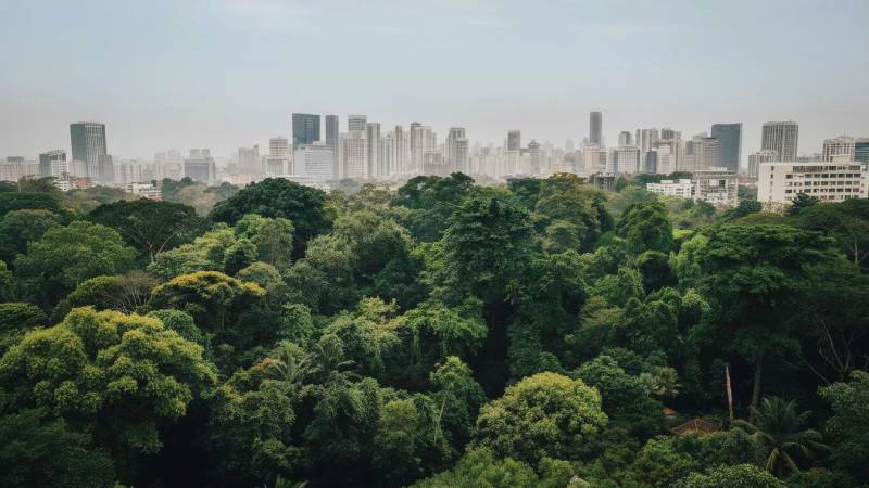 Blog Ambiental • Florestas urbanas reduzem ilhas de calor e melhoram a qualidade de vida